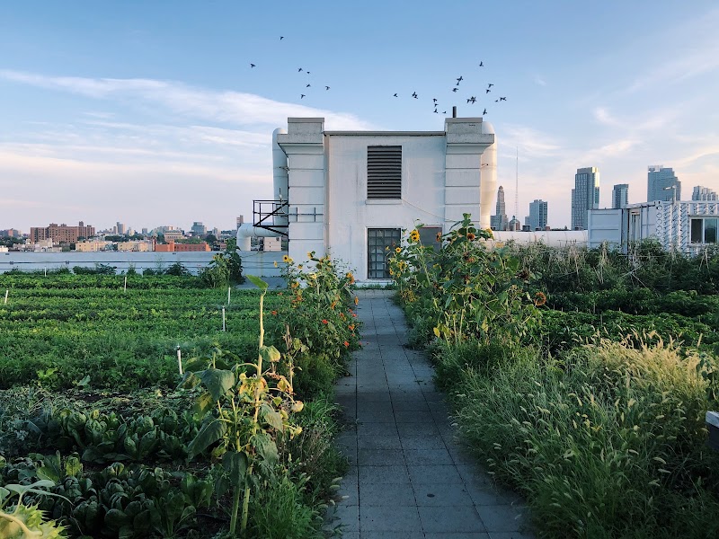 Brooklyn Grange @ Brooklyn Navy Yard
